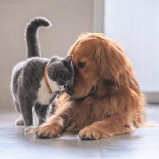 Accesorios para Mascotas Perros y Gatos